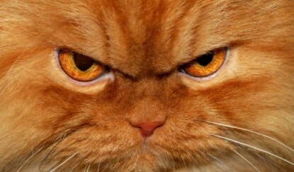 15 интересных фактов о животных