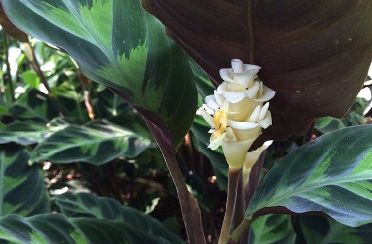 Цветы-талисманы. Выращиваем счастье в своем доме