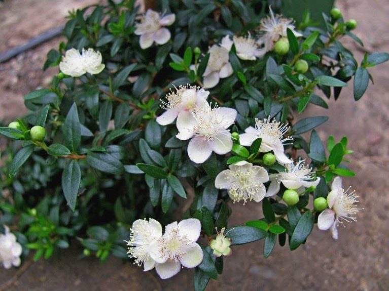 Цветы-талисманы. Выращиваем счастье в своем доме