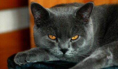 День черной кошки