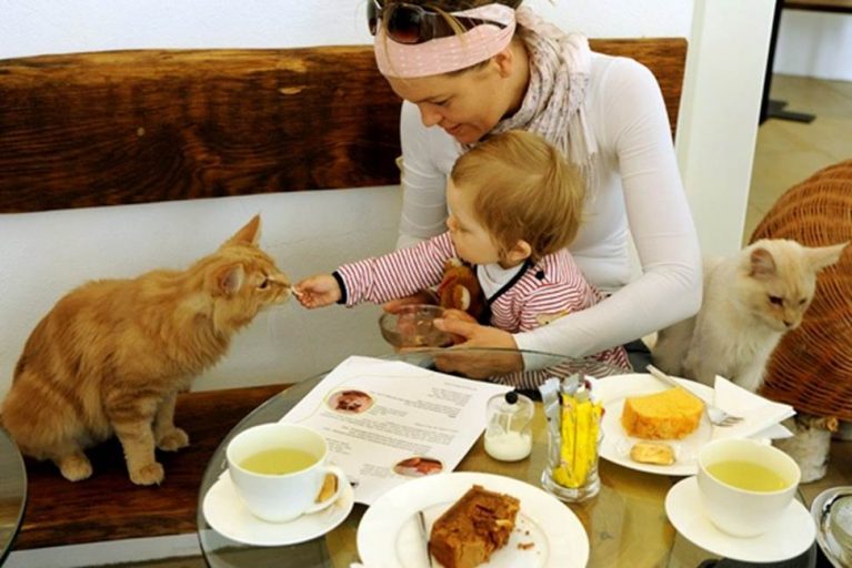 Антикафе «Котофейня»