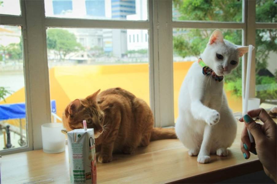 Самые необычные кафе и рестораны столицы