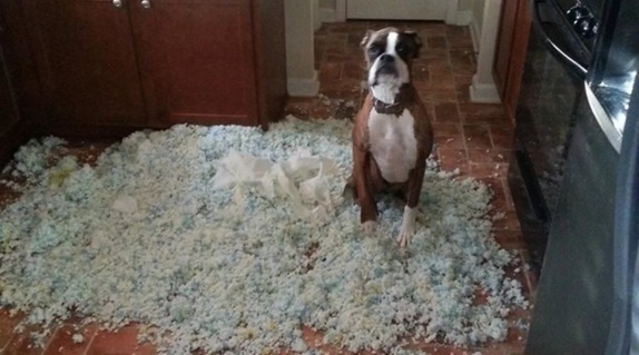 Забавные животные - Часть 1 (23 фото)