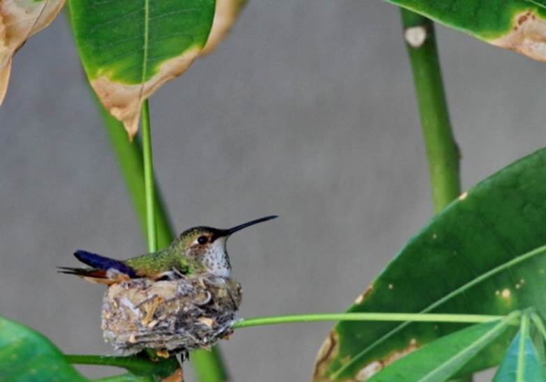 15 интересных фактов о животных