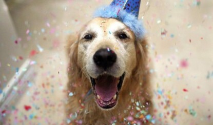 Как встречать Новый 2018 год Собаки