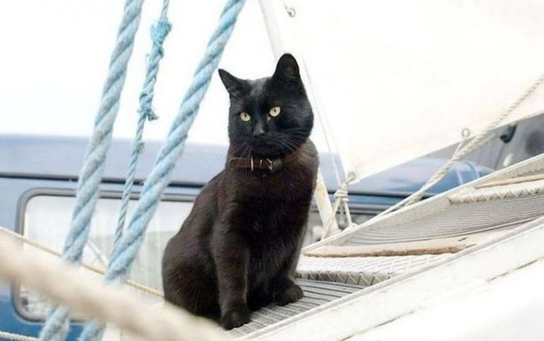 День черной кошки