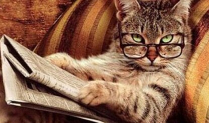 ТОП- 5: Самых умных пород кошек