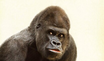 Топ-5 самых умных животных в мире