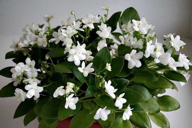 Цветы-талисманы. Выращиваем счастье в своем доме