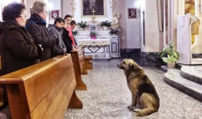 Пес каждый день приходит в церковь и проводит там много часов. Причина наверняка тронет вас…