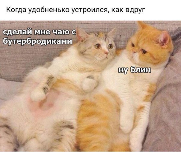 Прикольные картинки с надписями - Part - 1 (20 фото)