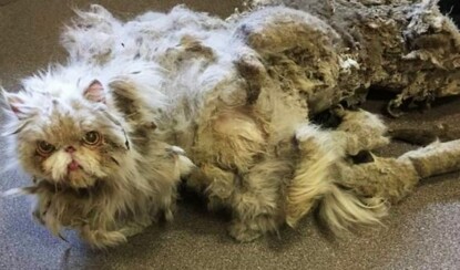 Люди нашли кота в ужасном состоянии. Они сбрили ему 2,5 кг шерсти и не поверили глазам!