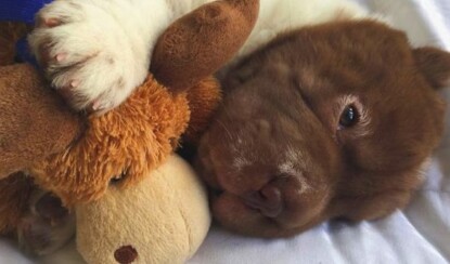 Бо Медвежья Шерсть — самый необычный песик в мире