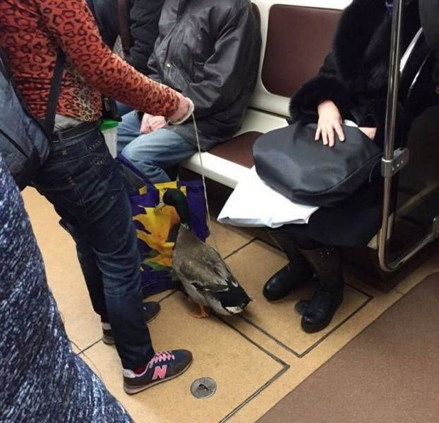 Подборка прикольных фотографий (104 фото)