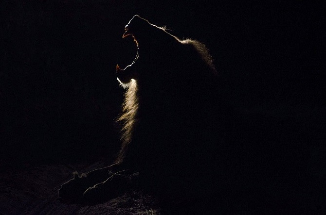 Лучшее с конкурса фотографии National Geographic (23 фото)