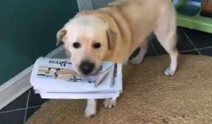 Каждое утро этот песик приносит газету своему хозяину. Только посмотрите на его мордашку!