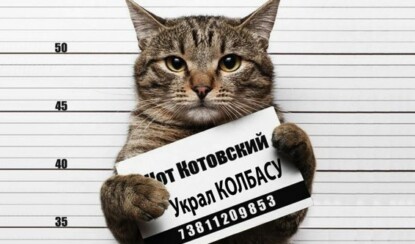 Смешные котики-воришки под прицелом камер