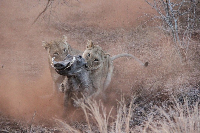 Лучшее с конкурса фотографии National Geographic (23 фото)