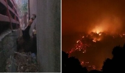 Лошадка попала в ловушку во время лесных пожаров в Калифорнии. Но люди оказались не равнодушны