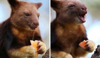 Древесные кенгуру — необычайно милые сумчатые из Австралии (17 фото)