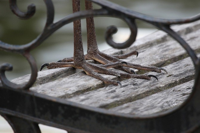 Лучшее с конкурса фотографии National Geographic (23 фото)