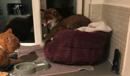 Хитрая лиса забралась в дом, чтобы погреться в кровати кота