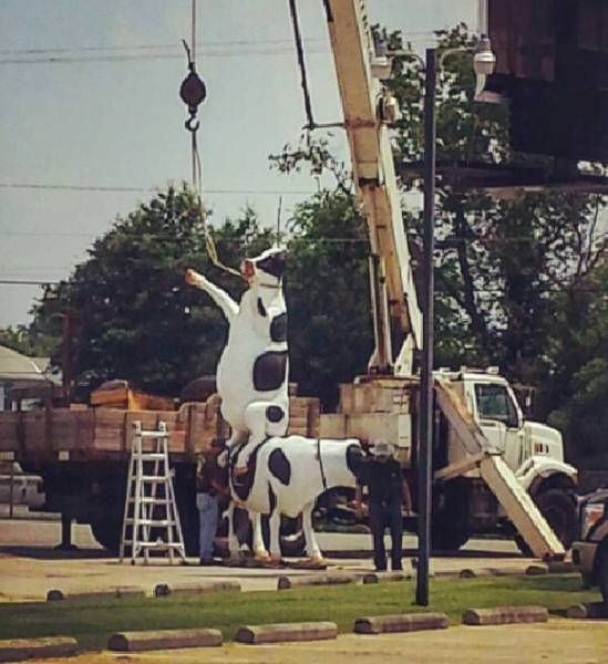 Подборка прикольных фотографий (104 фото)