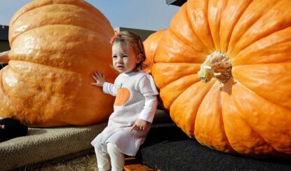 Думаете, что знаете, как выглядит большая тыква? Вы не видели эти гиганты!