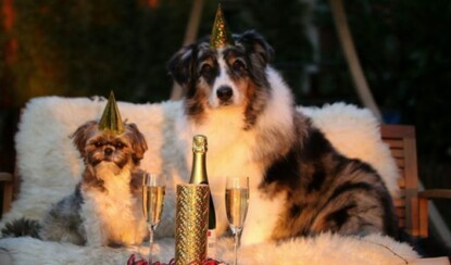 В каком цвете встречать новый 2018 год собаки