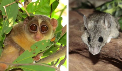 Самые милые животные, представляющие смертельную опасность для человека