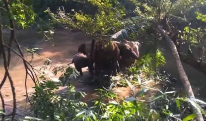 Слоненок попал в ловушку, но люди организовали целую спасательную операцию