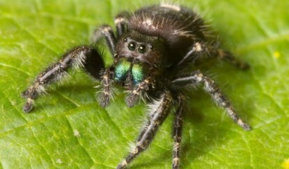 Пауки — ужасные и интересные
