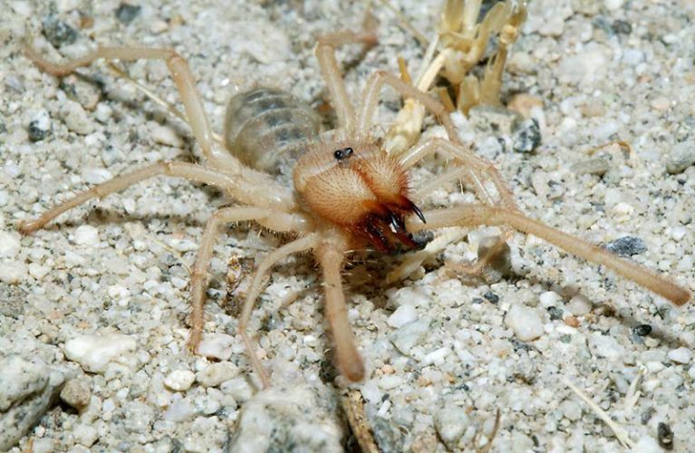 Пауки - ужасные и интересные