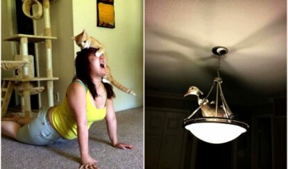 Озорные животные, с которыми нужно держать ухо востро: 18 забавных фото