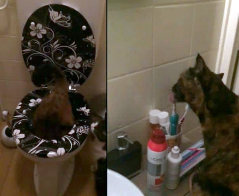 Озорные животные, с которыми нужно держать ухо востро: 18 забавных фото