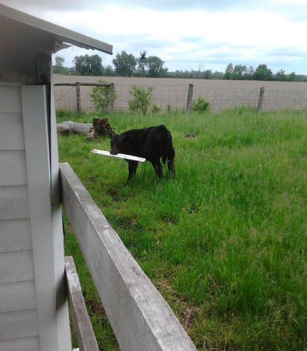 Озорные животные, с которыми нужно держать ухо востро: 18 забавных фото