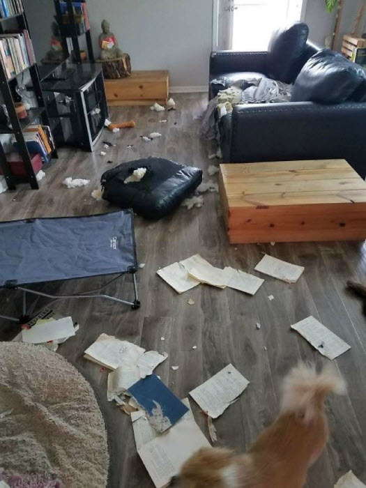 Озорные животные, с которыми нужно держать ухо востро: 18 забавных фото