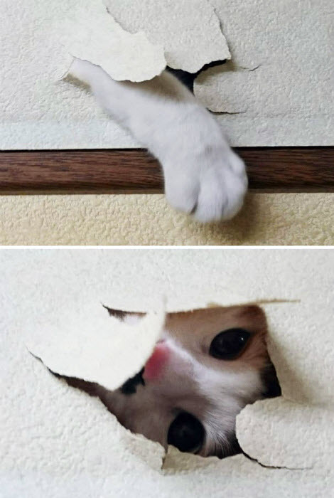 Озорные животные, с которыми нужно держать ухо востро: 18 забавных фото