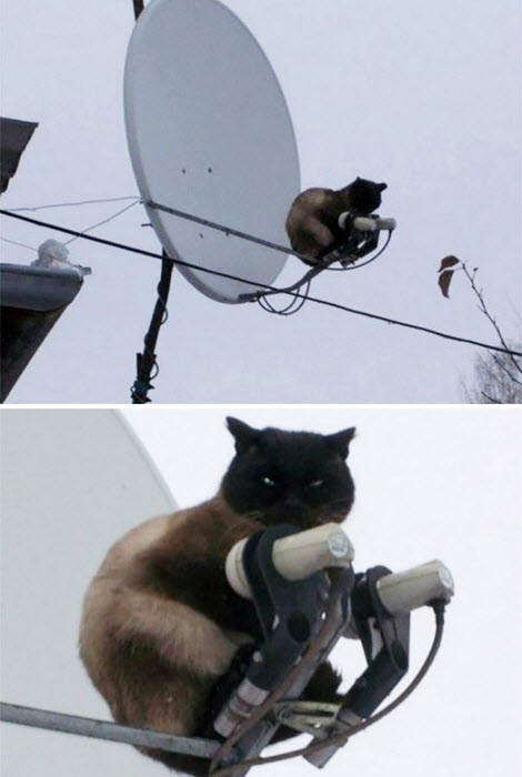 Озорные животные, с которыми нужно держать ухо востро: 18 забавных фото