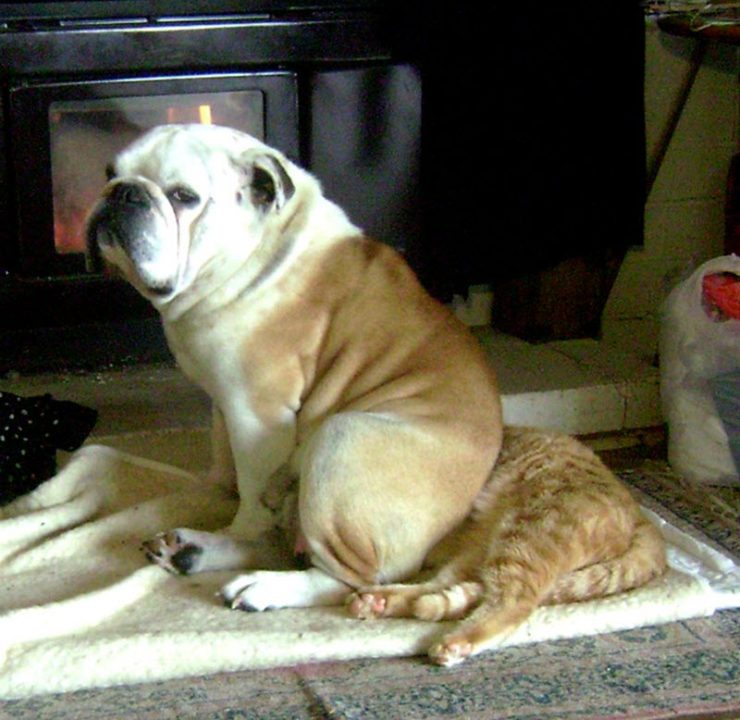 Озорные животные, с которыми нужно держать ухо востро: 18 забавных фото