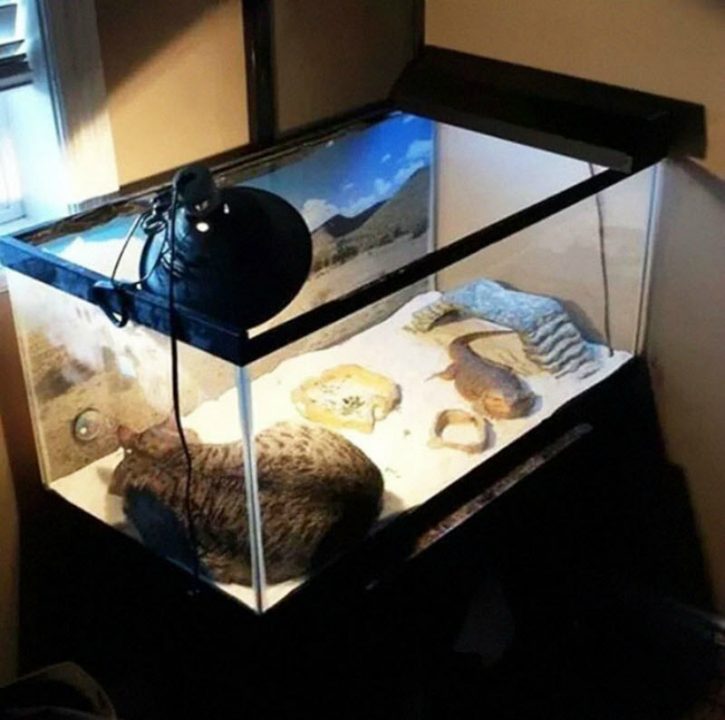 Озорные животные, с которыми нужно держать ухо востро: 18 забавных фото