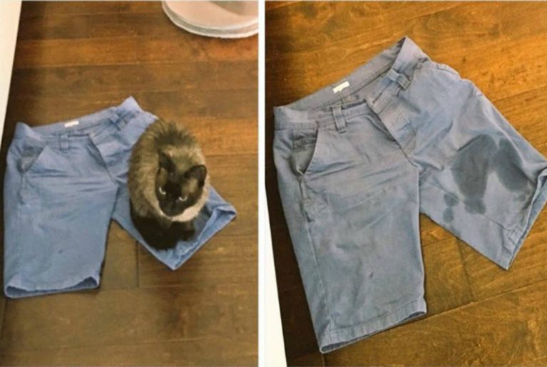 Озорные животные, с которыми нужно держать ухо востро: 18 забавных фото