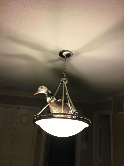 Озорные животные, с которыми нужно держать ухо востро: 18 забавных фото