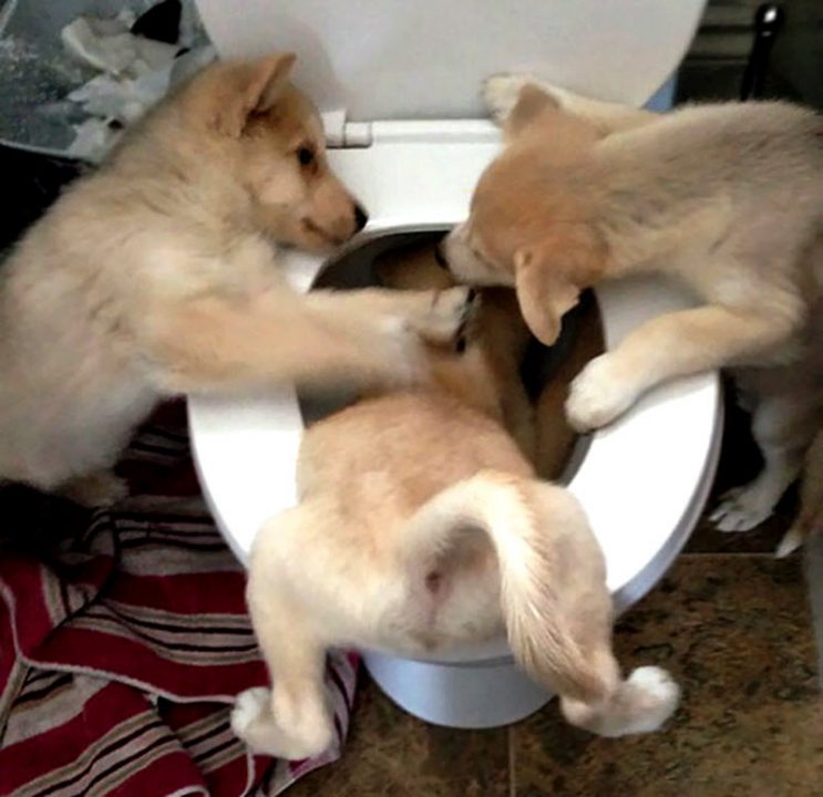 Озорные животные, с которыми нужно держать ухо востро: 18 забавных фото