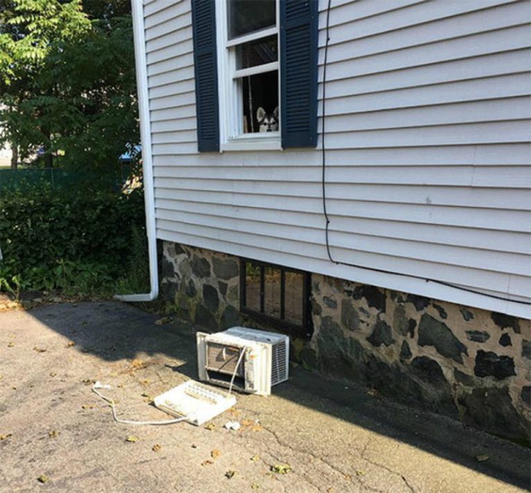 Озорные животные, с которыми нужно держать ухо востро: 18 забавных фото