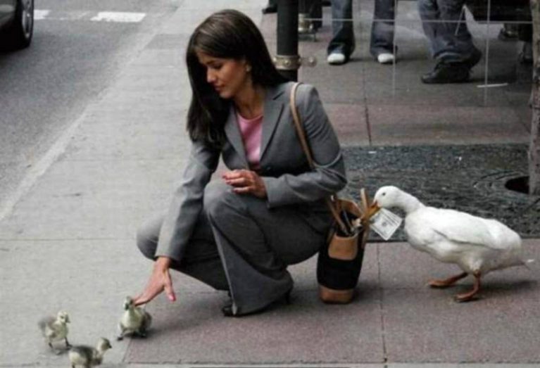 Озорные животные, с которыми нужно держать ухо востро: 18 забавных фото