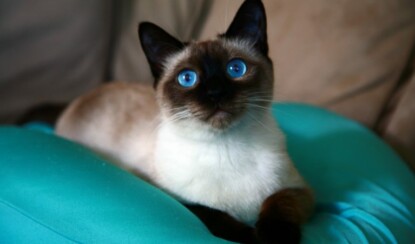 Сиамская порода кошек
