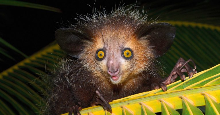 Любопытные факты о Мадагаскаре