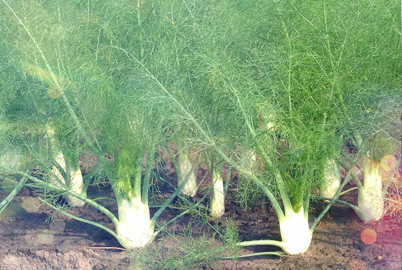 Фенхель: большой друг плова и супа