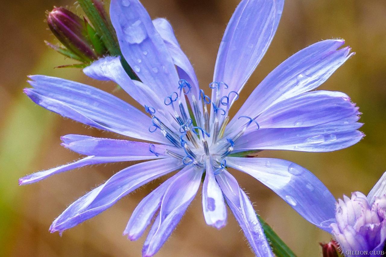 Цикорий: чудо-продукт для здоровья и энергии